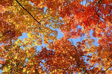 Güzel lekeli orman ağaçlarda sonbahar yaprakları.