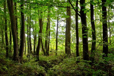 Sonbahar bir ormanda iç bir görünümden bulutlu bir günde.