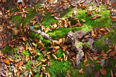 Sonbaharda yapraklar yeşil yosun kümeleri. Orman.