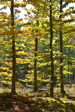 Güneşli bir günde güzel sonbahar renkleri ormanda.