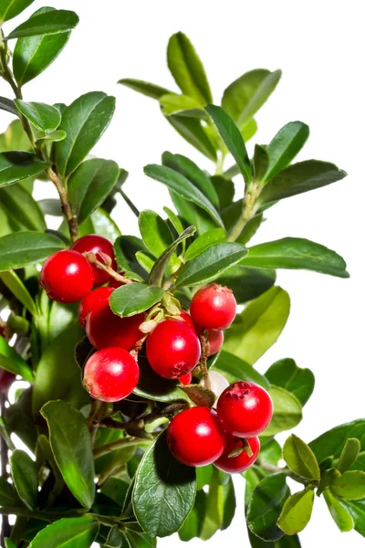 白地に赤い果実クランベリーの緑の枝 — ストック写真