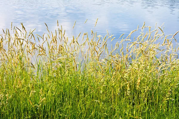 在一个阳光明媚的夏日里 池塘的海岸上有高高的草地 — 图库照片