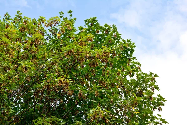 Otoño Ramas Arce Con Semillas Maduras Día Claro — Foto de Stock