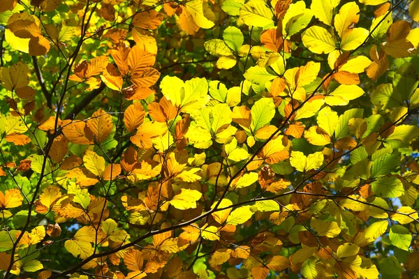 Красиво Окрашенные Осенние Листья Деревьях Лесу — стоковое фото