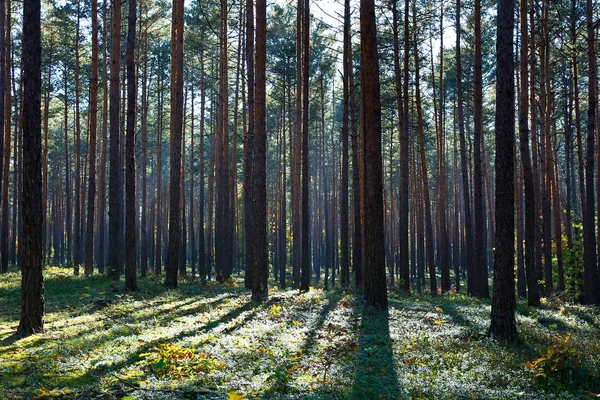 Foresta Nei Bellissimi Colori Autunnali Una Giornata Sole — Foto Stock