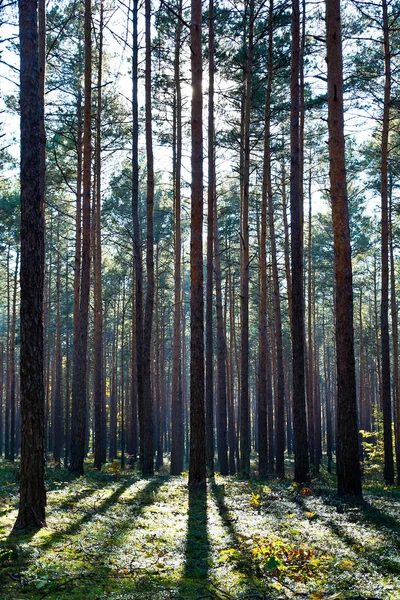 Foresta Nei Bellissimi Colori Autunnali Una Giornata Sole — Foto Stock