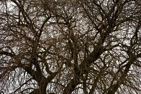 葉のない枝の古い早春曇り空を背景に木します — ストック写真