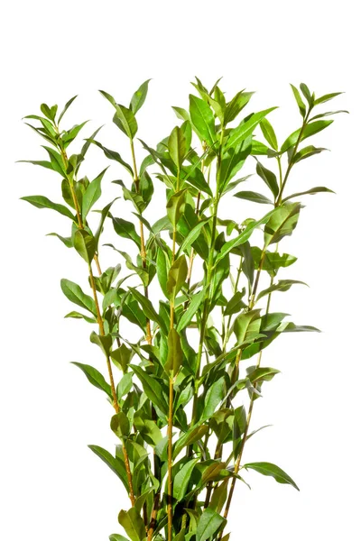 A privet twigs with leaves on a white background. — Stock Image Privet Twigs Leaves White Background Royalty Free Stock Images