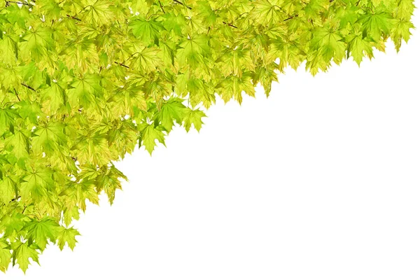 Зелені Гілочки Липи Ізольовані Білому Тлі — стокове фото