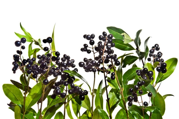 黑莓白色背景的私家小枝 — 图库照片