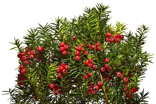 Kırmızı böğürtlen ve beyaz arka planlı porsuk dalları