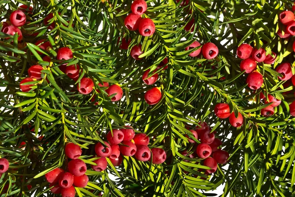 Yew Twigs Red Berries White Background — Stock Photo, Image