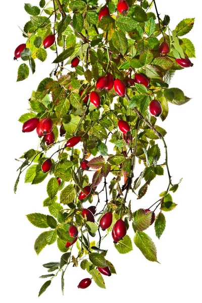 Twigs Hawthorn Κόκκινα Φρούτα Λευκό Φόντο — Φωτογραφία Αρχείου