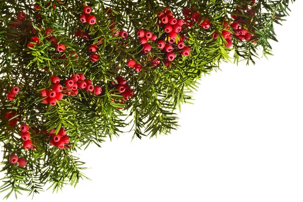 Kırmızı böğürtlen ve beyaz arka planlı porsuk dalları