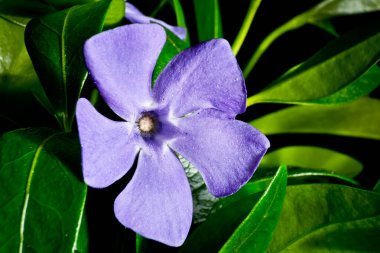 Yaprakların arka planında tek menekşe çiçeği