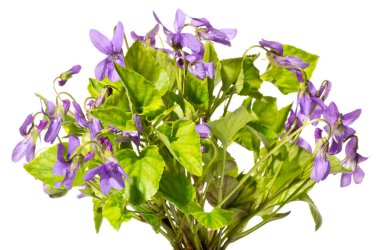 Beyaz arka planda mor menekşe demeti