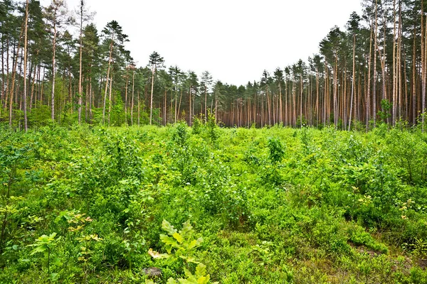 Cultivo Forestal Plántulas Árboles Jóvenes — Foto de Stock