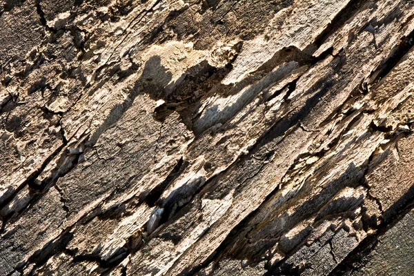 Поверхность Старого Гнилого Ствола — стоковое фото
