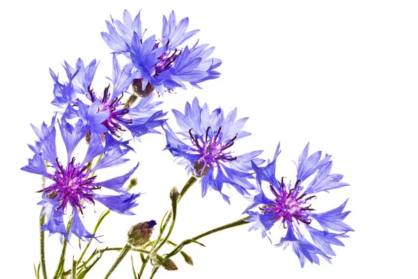 Großer Strauß Blauer Blüten Auf Weißem Hintergrund — Stockfoto