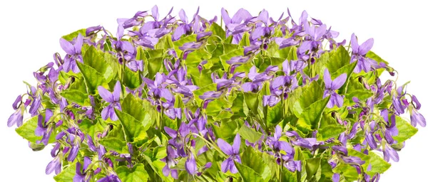 Buquê Violetas Roxas Sobre Fundo Branco — Fotografia de Stock