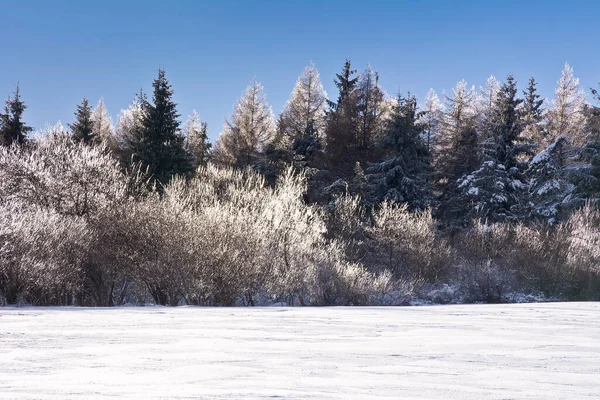 Winterlandschaft Mit Vereisten Bäumen — Stockfoto