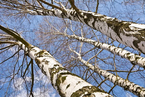 青い空に対する白樺の白い幹 — ストック写真