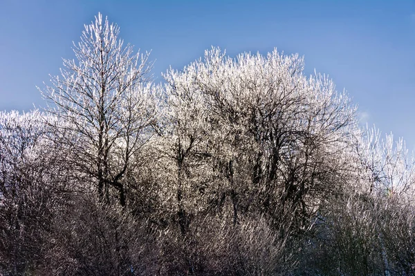 Zimowy Krajobraz Lodowatymi Drzewami — Zdjęcie stockowe