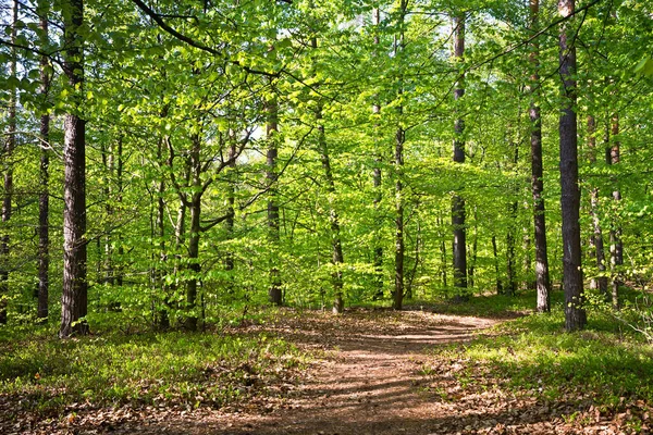 Ścieżka Lesie Wiosną Obrazek Stockowy