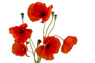 Kırmızı gelincikler beyaz arkaplanda izole edilmiş 