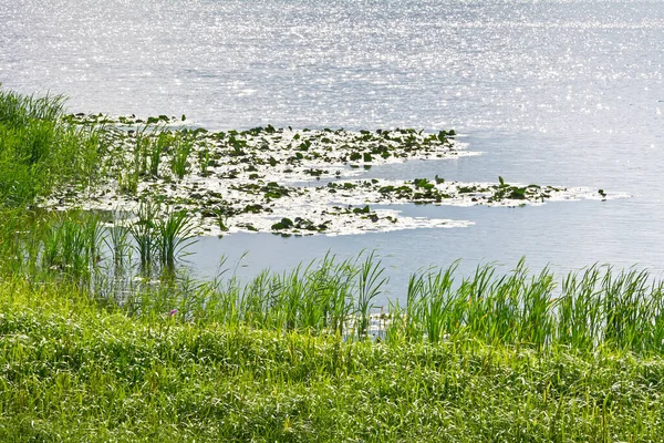 湖边绿草丛生 — 图库照片