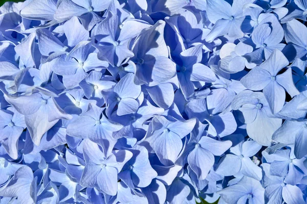 Háttér Kék Hortenzia Virágok — Stock Fotó