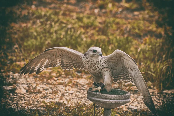 Falcon Eye Bird Wings — Stock Photo, Image