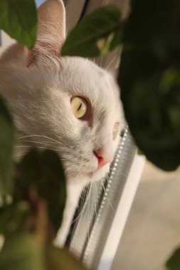 Otların arasındaki beyaz kedi