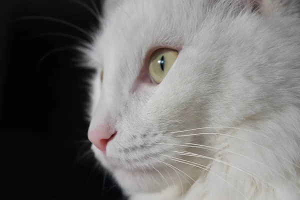 white cat's face