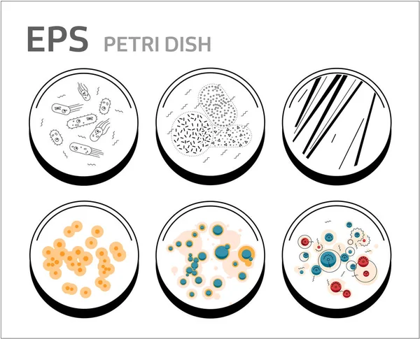 Vector bacteria cells in petri dishes isolated — Stock Vector