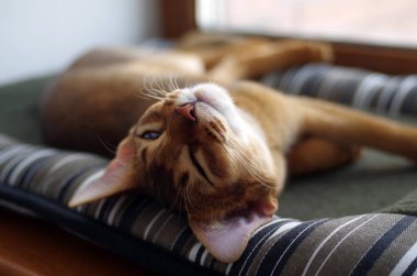 Gri yastık üzerinde uyuyan zencefil genç Abyssinian kedi yavrusu