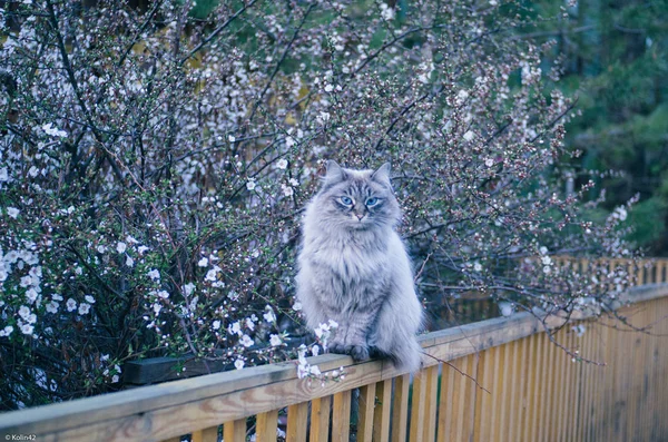 Gato cinza no fundo lilás — Fotografia de Stock