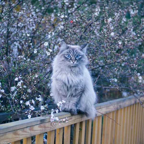Grey cat on lilac background — Stock Photo, Image