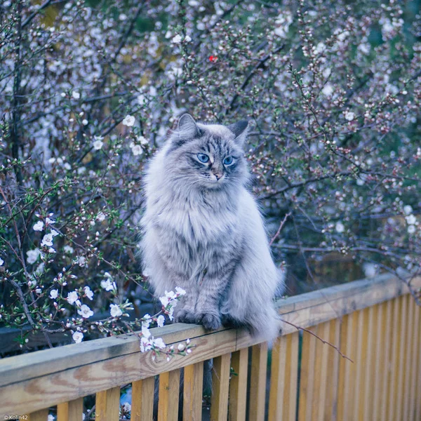 Grå katt på lila bakgrund — Stockfoto