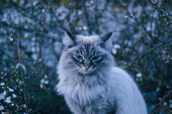 Grå katt på lila bakgrund — Stockfoto