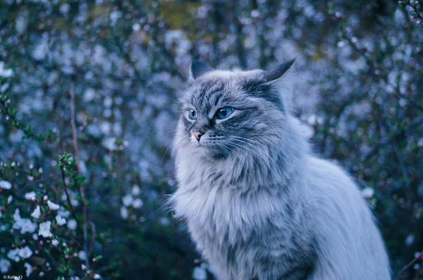 ライラックの背景に灰色の猫 — ストック写真