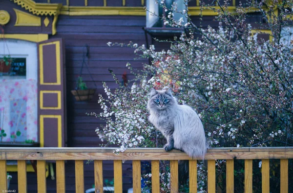 在木结构房屋的背景下的栅栏上的猫 — 图库照片