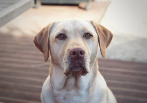 Piękny Labrador Retriever przed beżowym tłem — Zdjęcie stockowe