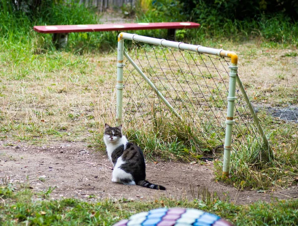 Кошка против футбольного гола — стоковое фото