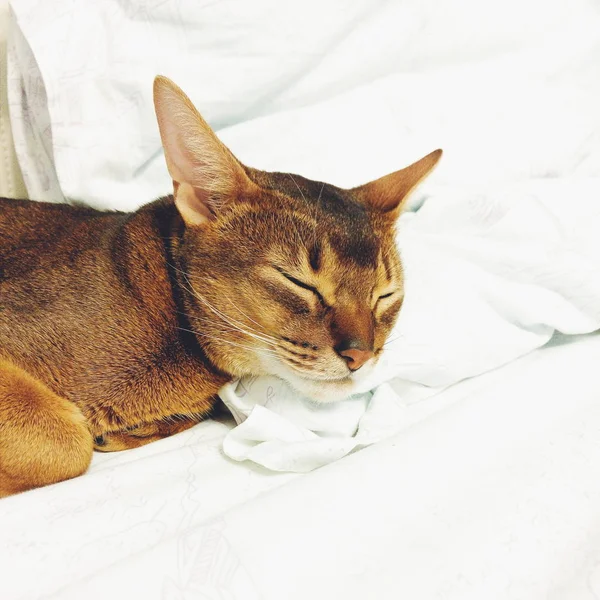 Cat is sleeping on white bed — Stock Photo, Image