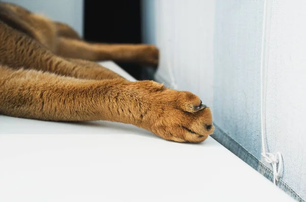 genç Abyssinian kedi pençe