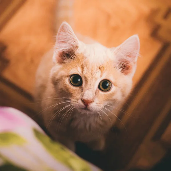 bir kedi yavrusu kameraya bakar