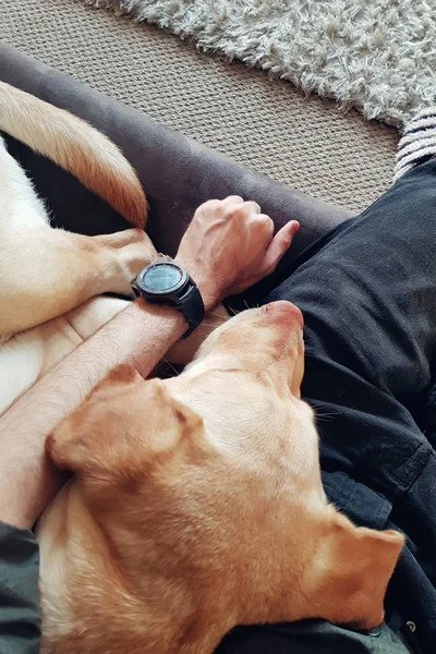 Labrador Retriever schläft auf Mann ein — Stockfoto