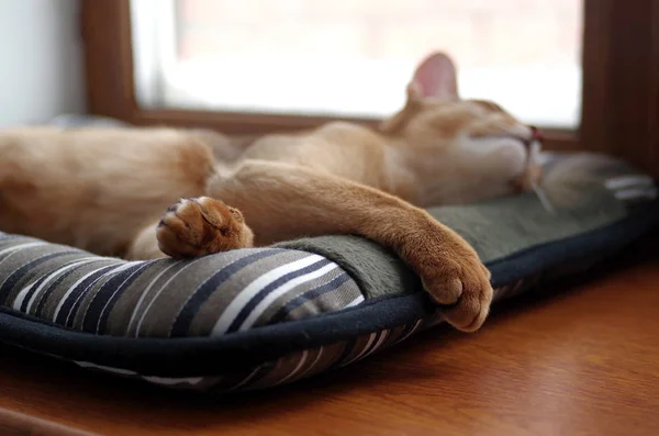 Sleeping ginger young Abyssinian kitten on gray pillow — Stock Photo, Image