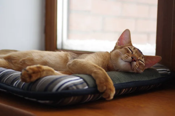 Gri yastık üzerinde uyuyan zencefil genç Abyssinian kedi yavrusu